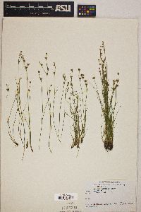 Juncus debilis image