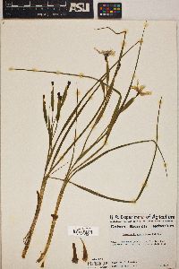 Nemastylis geminiflora image