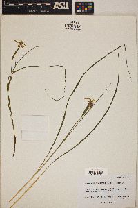 Nemastylis geminiflora image