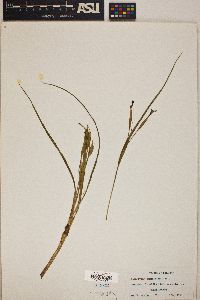 Nemastylis geminiflora image