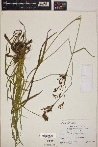 Scirpus pendulus image