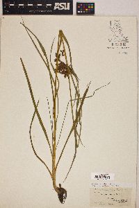 Scirpus lineatus image