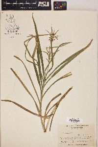 Scirpus polyphyllus image