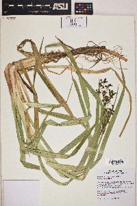 Scirpus microcarpus image