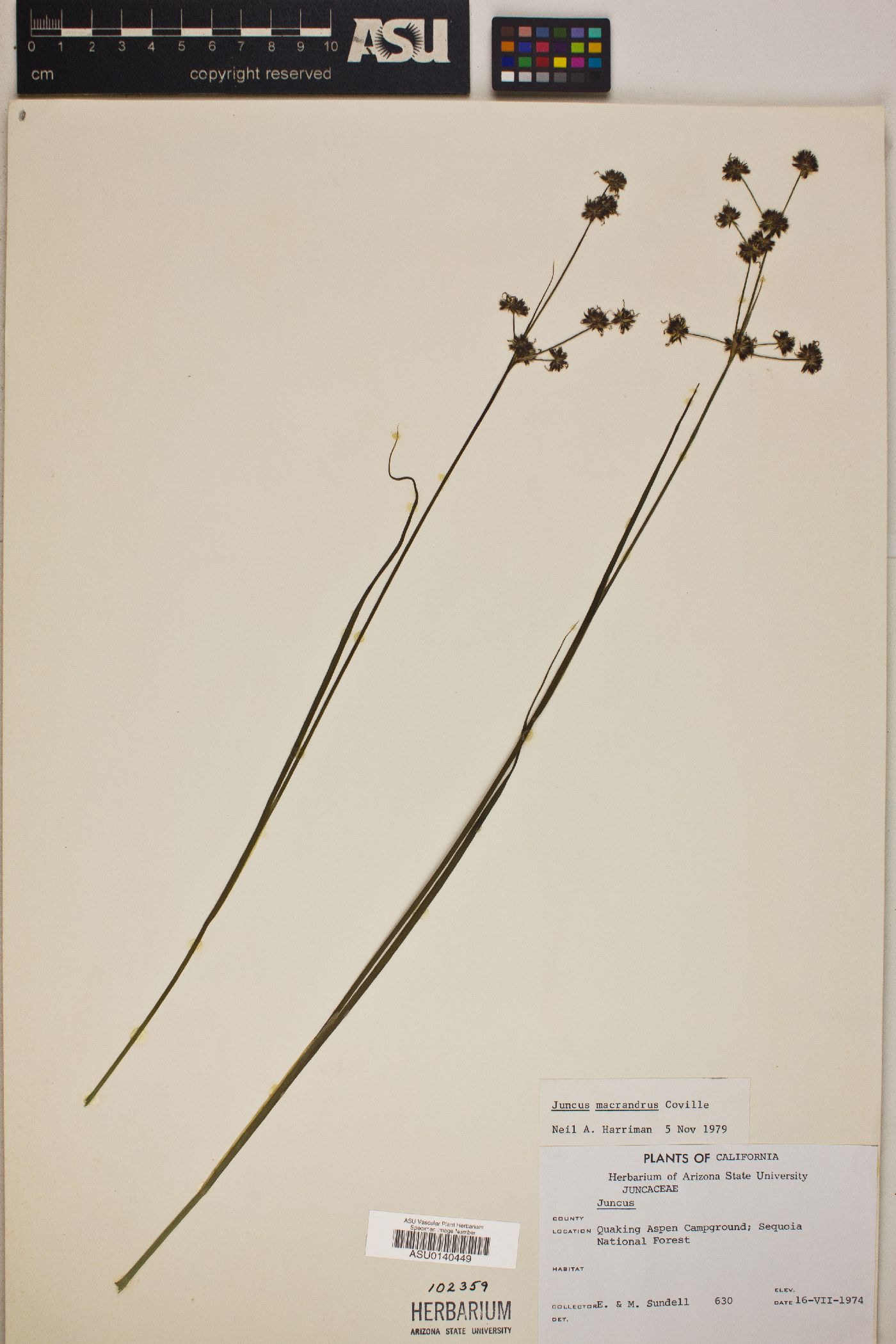 Juncus macrandrus image