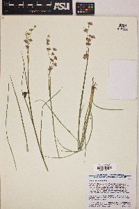 Juncus macrophyllus image