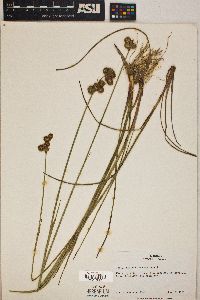 Juncus megacephalus image