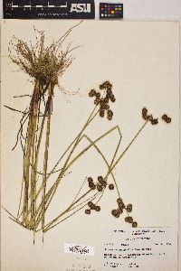 Juncus megacephalus image