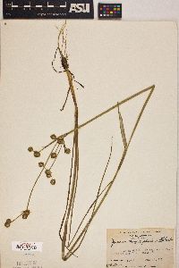 Juncus megacephalus image