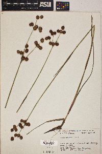 Juncus megacephalus image