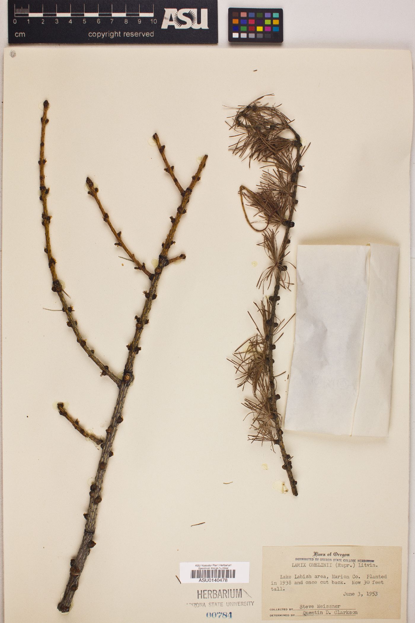 Larix gmelinii image