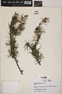 Larix laricina image