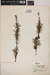 Larix laricina image