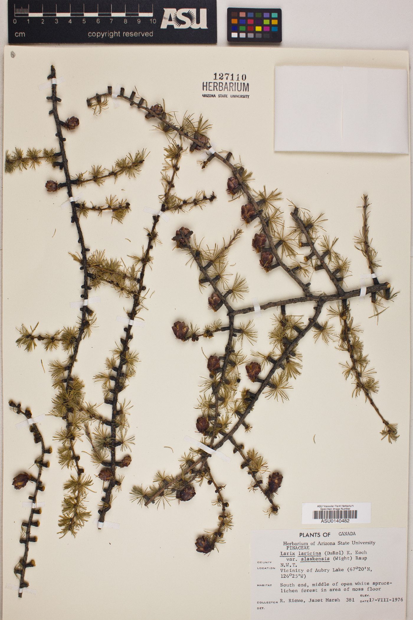 Larix laricina var. alaskensis image