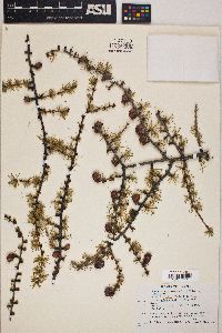 Larix laricina image