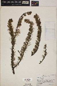 Larix laricina image