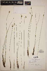 Juncus vaseyi image