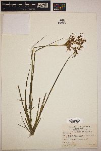 Juncus xiphioides image