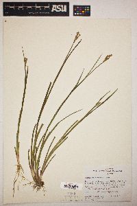 Juncus ensifolius var. montanus image