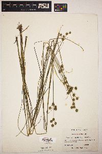 Juncus scirpoides image