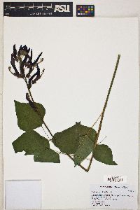 Erythrina x bidwillii image