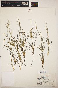 Juncus repens image