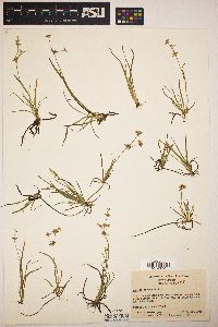 Juncus repens image