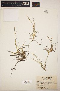 Juncus repens image