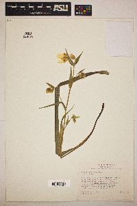 Calochortus albus image