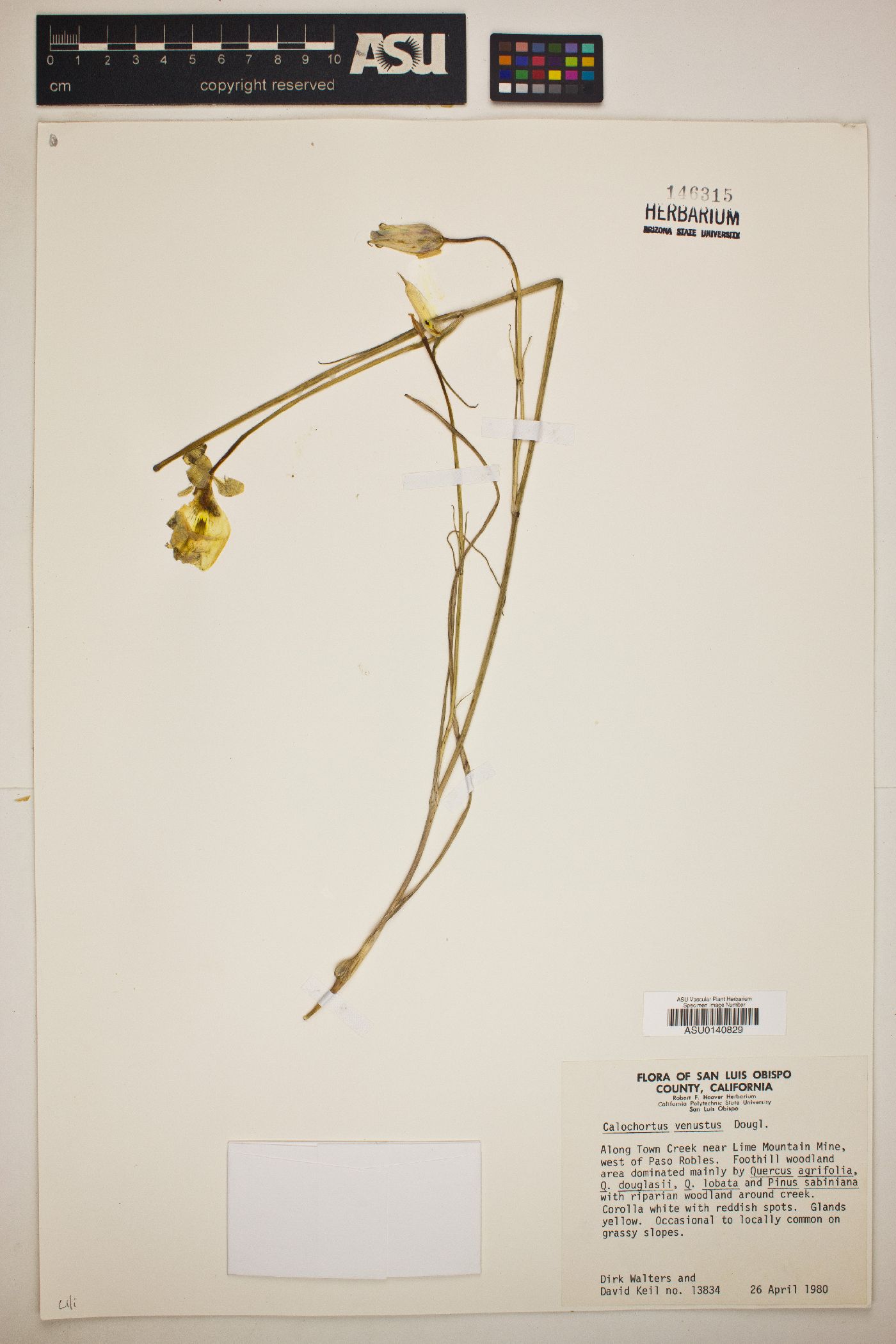 Calochortus venustus image