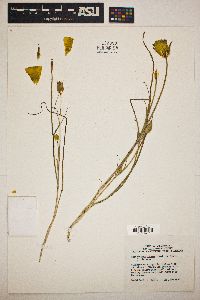 Calochortus luteus image