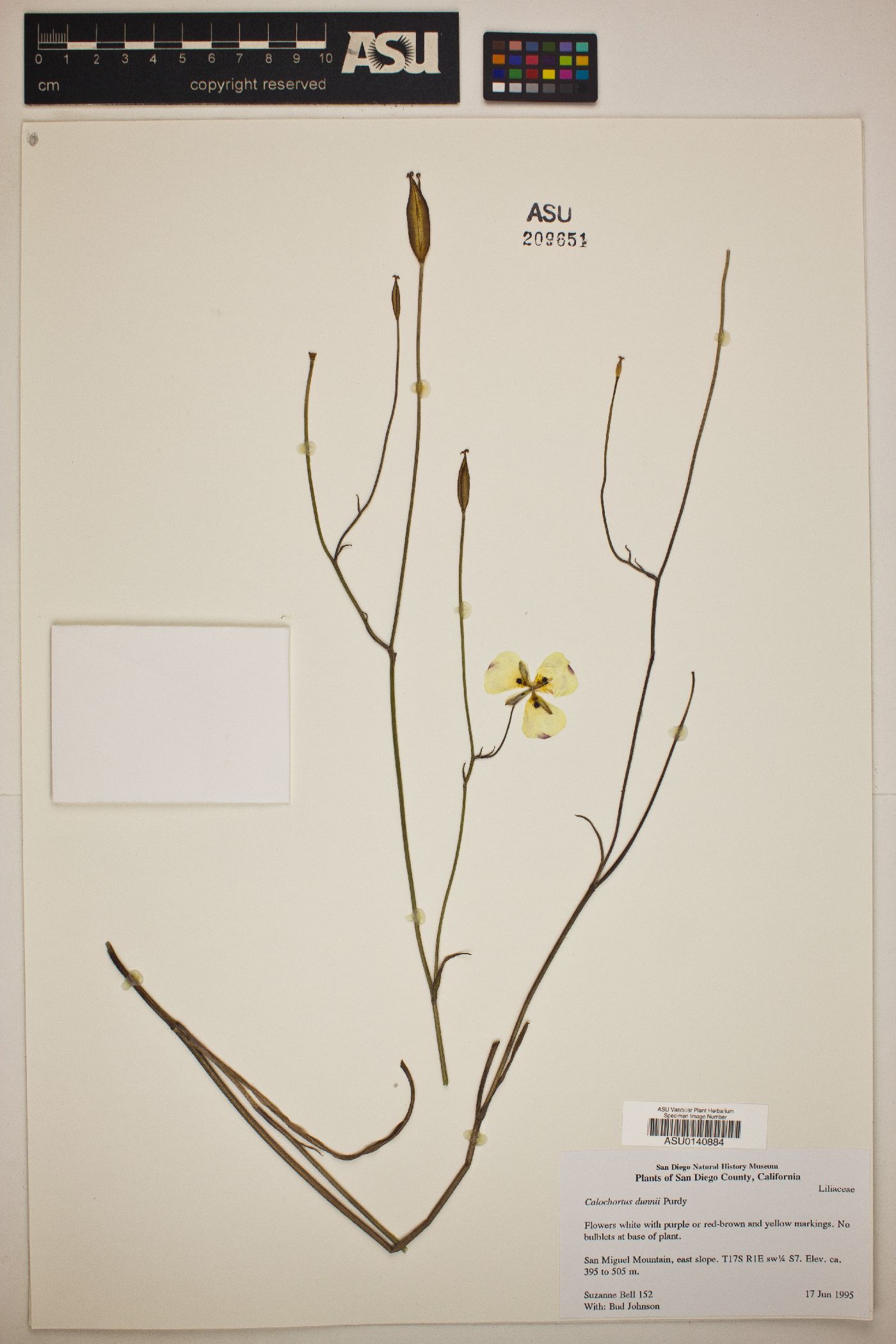 Calochortus dunnii image