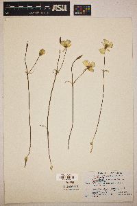 Calochortus invenustus image