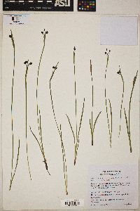 Sisyrinchium idahoense image