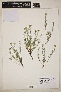 Sphaeromeria cana image