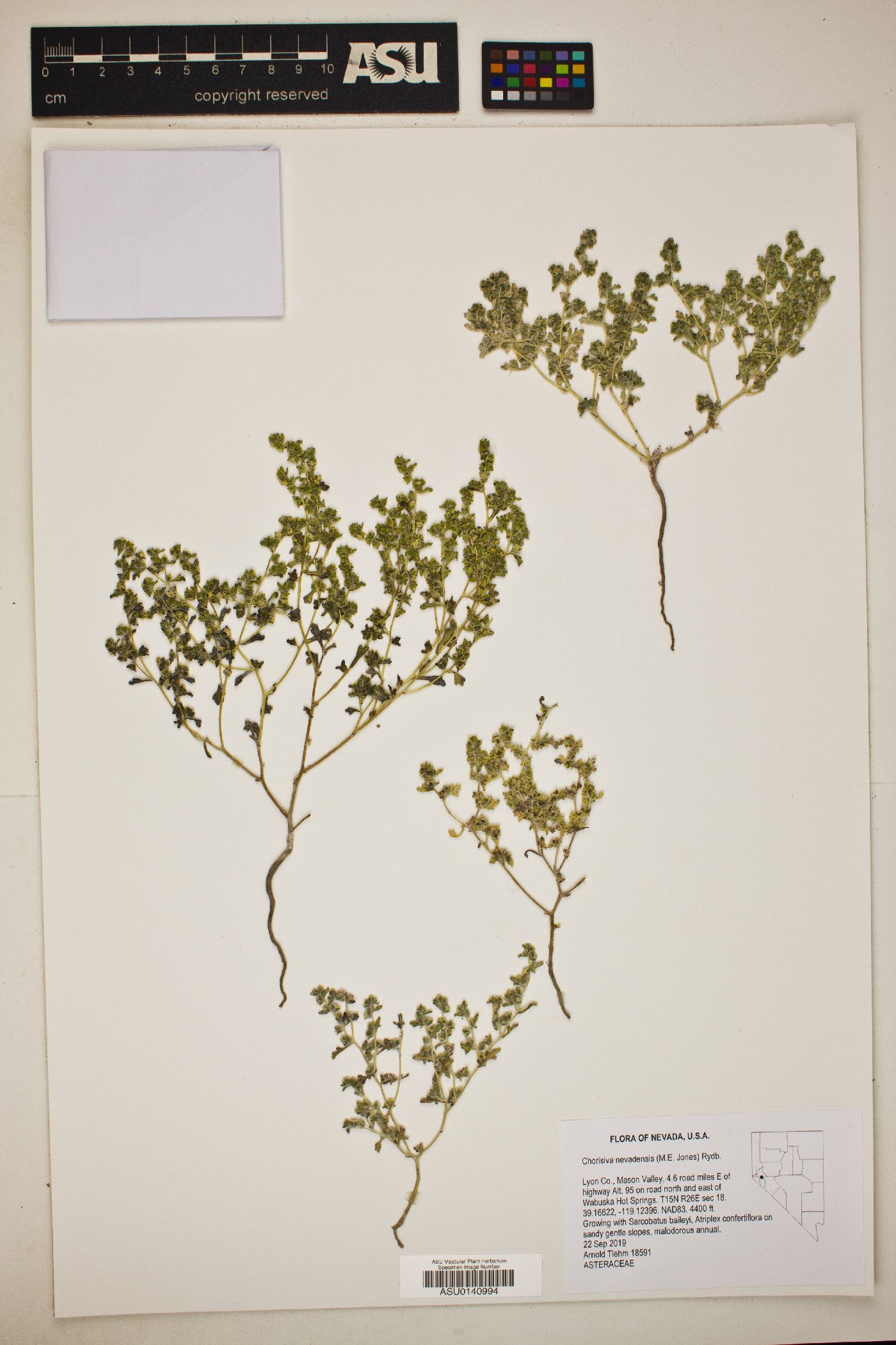 Chorisiva nevadensis image