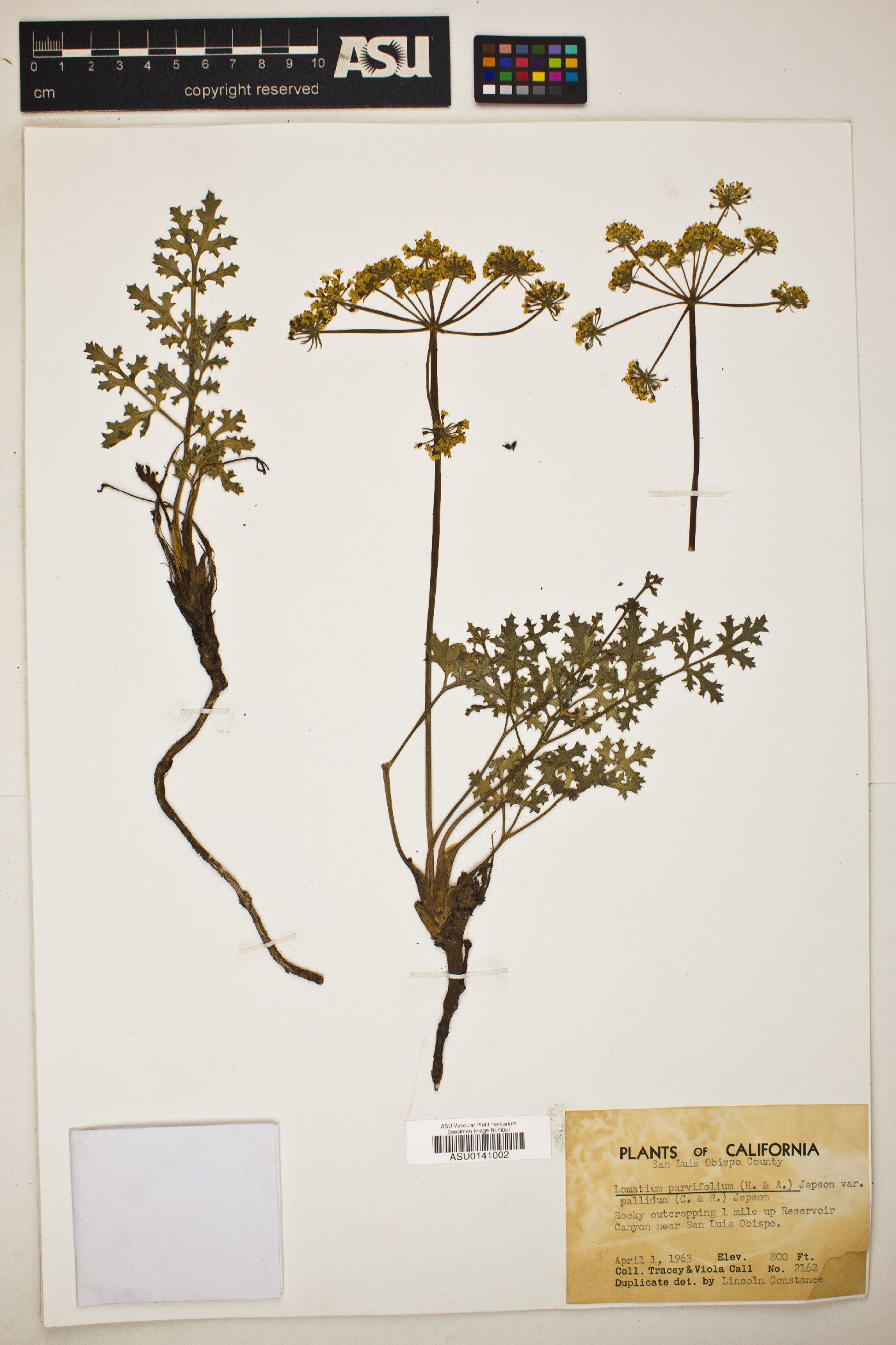 Lomatium parvifolium var. pallidum image