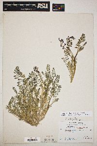 Astragalus lentiginosus var. fremontii image