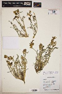 Astragalus beckwithii image