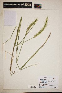 Elymus glaucus image