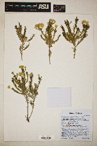 Ericameria laricifolia image