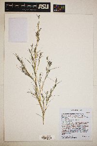 Muhlenbergia dumosa image