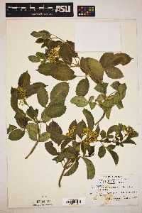 Image Associated With the Occurence
