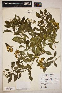 Sambucus nigra image