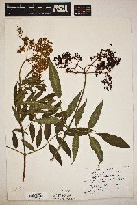 Sambucus nigra image