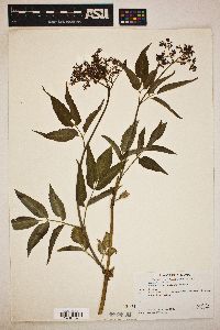 Sambucus cerulea image