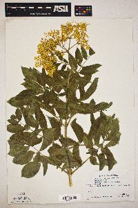 Sambucus cerulea image