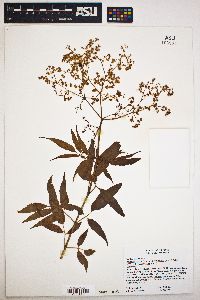 Sambucus nigra image