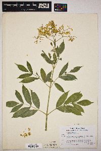 Sambucus nigra image