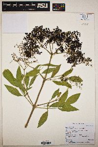 Sambucus cerulea image